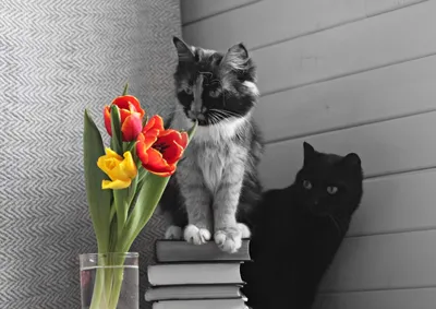Рисунок На 8 Марта С Котиком (39 Фото)