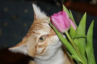 Открытка на 8 Марта Люблю тебя / Милый кот из мема / Открытка Люблю  любимому человеку, девушке, парню, жене, мужу - купить с доставкой в  интернет-магазине OZON (904598889)