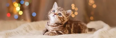 Детский весенний фотошаблон. С котятами.