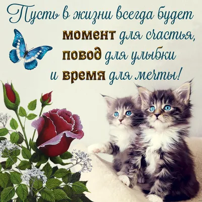 Открытки с котятами - 76 фото