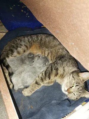 Торт с котятами на 8 лет 0408420 детский для девочки одноярусный мастикой  стоимостью 10 550 рублей - торты на заказ ПРЕМИУМ-класса от КП «Алтуфьево»