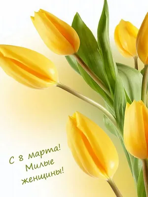 Тюльпан желтый /Tulipa/