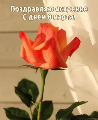 Открытки С днем рождения, 8 марта, календарики: 125 грн. - Прочие детские  товары Киев на Olx