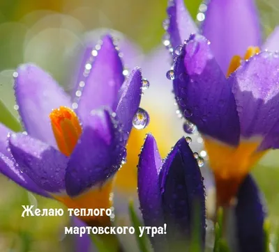 Нежность... Доброе Утро 8 марта. Сюрприз от Любимого - YouTube