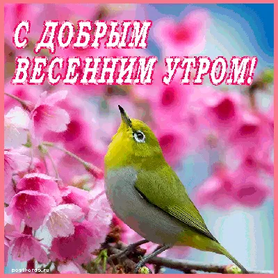 Открытки \"Доброго утра марта!\" бесплатно (152 шт.)
