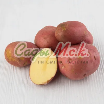 Продам Украинский картофель Домашний Альвара.Галла - Белароса.Славянка —  Agro-Ukraine