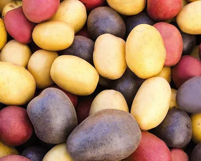 Клубни картофеля