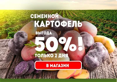 Продам отличный картофель! Деревня Кехта. Картофель Красный,мякоть белая!  Рассыпчатый. Сорт Альвара... | ВКонтакте