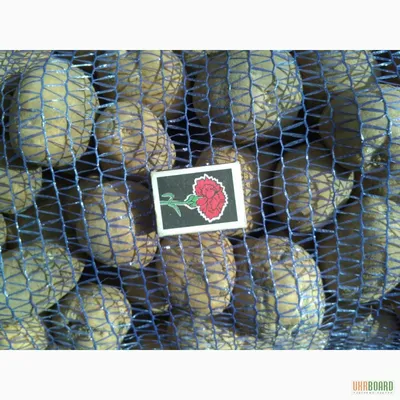 Картофель от Дозморова Сергея: каталог, ОТЗЫВЫ
