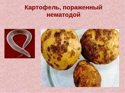 Особенности технологии выращивания различных сортов картофеля на разных  типах почв Нижегородской области – тема научной статьи по сельскому  хозяйству, лесному хозяйству, рыбному хозяйству читайте бесплатно текст  научно-исследовательской работы в ...