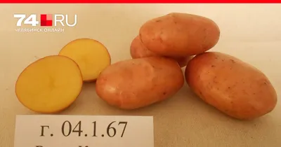 Селекционеры Челябинской области вывели среднеспелый сорт картофеля «шихан»