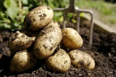 Северо-американские сорта картофеля в России - Дачный форум: дача, сад,  огород, цветы.