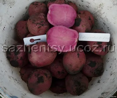 Селекционеры вывели \"лечебный\" сорт картошки - Российская газета