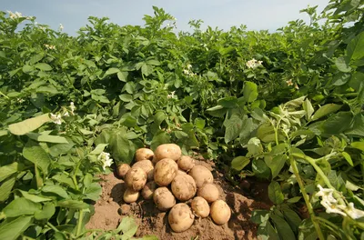 Американский картофель «Северная Дакота» готовятся собрать в Наурском и  Веденском районах - Сельское хозяйство
