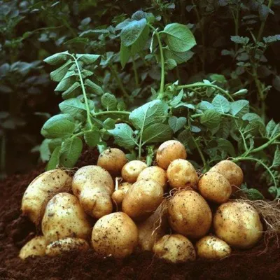 Производство картофеля для чипсов Lay's в вопросах и ответах