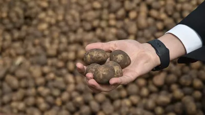 Эксперты раскрыли опасность картошки с зелеными пятнами. Что с ней не так |  РБК Life