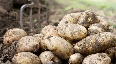 Красноярские ученые вывели новые сорта картофеля и сои для Севера | РБК Life