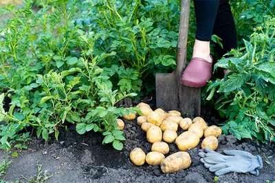 Органик-картошка в Казахстане: как её выращивают и в чём секрет высоких  урожаев | informburo.kz