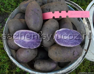 Какой сорт картофеля самый вкусный, ранние сорта картофеля, как сажать  картошку, апрель-май 2022 года - 24 апреля 2022 - v1.ru