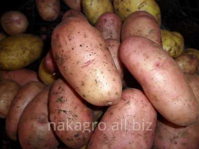 🥔 Как вырастить ранний картофель и какой сорт выбрать