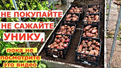 Картошку уважай, на базаре не плошай! - МК-Латвия