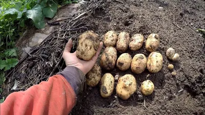 Картофель АМЕРИКАНКА.600 кг с сотки!Урожай картофеля 2020 года  хорош!Посадка картофеля по Митлайдеру - YouTube