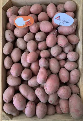 На Камчатке выведен собственный высокопродуктивный картофель – Наука –  Коммерсантъ