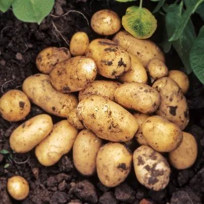 Купить картофель королева анна родриго бриз оптом в Беларуси, собственное  производство