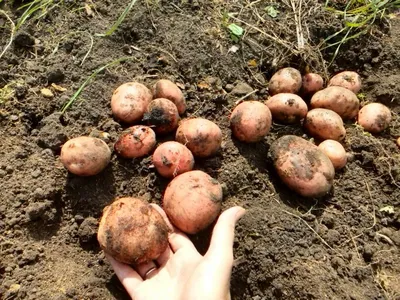 Картофель Ароза, мои выводы после трех лет выращивания, сравниваю с  Адреттой | уДачный выбор | Дзен