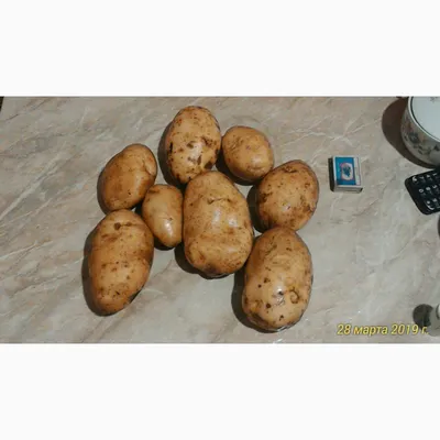 Секреты богатого урожая: как вырастить и сохранить картофель - Сосновская  Нива