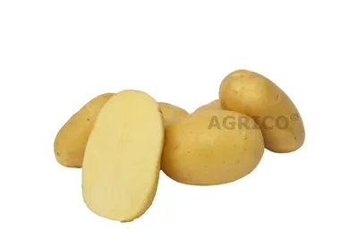 Семенной Картофель Ароза – купить на OZON по низкой цене