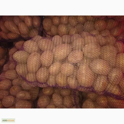 Продам/купить предлагаем посадочный картофель Тоскана, Серпанок, Ароза —  Agro-Ukraine