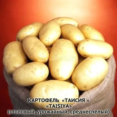 Семенной картофель Розара (1 репродукция) купить в Украине | Веснодар