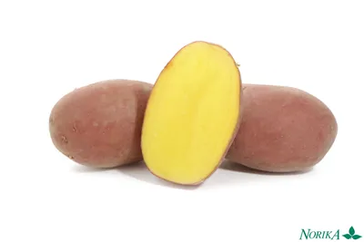 Продам картофель Белая: скарб, мелодия - Розовая: Ароза, Славянка,  Белоросса — Agro-Ukraine