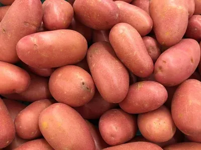 Продам картофель, сорт Ароза — APKUA