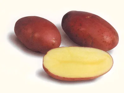 Мерлот - картофель. Характеристики и отзывы