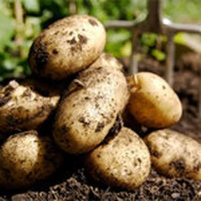 Картофель семенной 2 репродукции | ОПХ ДАРЫ ОРДЫНСКА