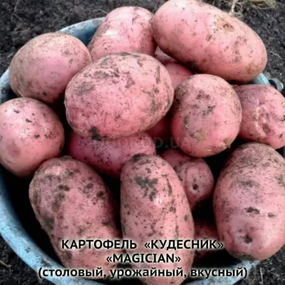 Клубни картофеля «Ароза», ТМ «ЧерниговЭлитКартофель» - 15 кг (мешок/сетка)  купить недорого в интернет-магазине семян OGOROD.ua