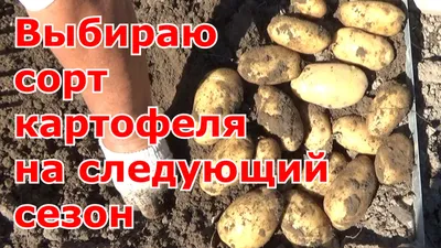 Сочный батат похож на тыкву\" – Weekend – Коммерсантъ