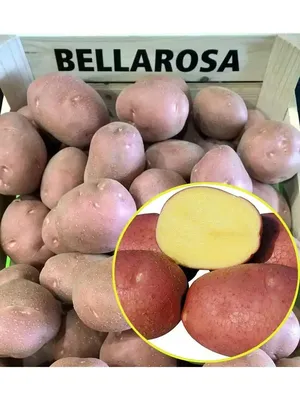 Картофель бела роса фото фото