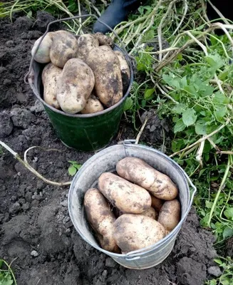 Картофель Сынок (Богатырь), посадочный материал 1 кг | Favseeds.ru  интернет-магазин редких растений