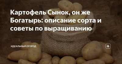 Картофель СЫНОК суперкрупный сорт - YouTube