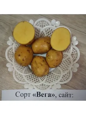 Сынок\" — чудо картофель с урожайностью до 10кг с куста. | Дачные советы |  Дзен