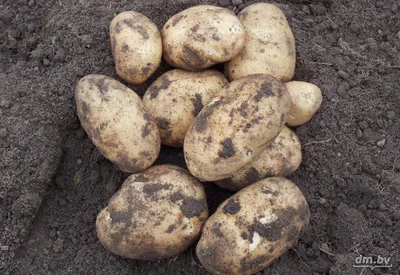 Картофель семенной сорт Сынок (Богатырь) репродукция суперэлита ( 0,5кг ) |  Дачная Коллекция