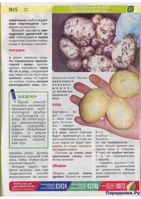 Праздник картошки