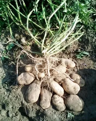 Картофель семенной сорт Сынок (Богатырь) репродукция суперэлита ( 0,5кг ) |  Дачная Коллекция