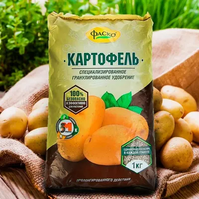 13 наиболее крупных и урожайных сортов картофеля – что стоит выбрать для  посадки | GardenLife | Дзен