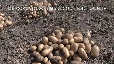 Семена Картофель ЛАКОМКА купить в интернет-магазине ФОНД СССР с доставкой  по России