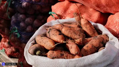 Как выбрать картофель?