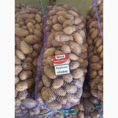 Продам Картофель, Бородянка, Картофель (картошка) — APKUA